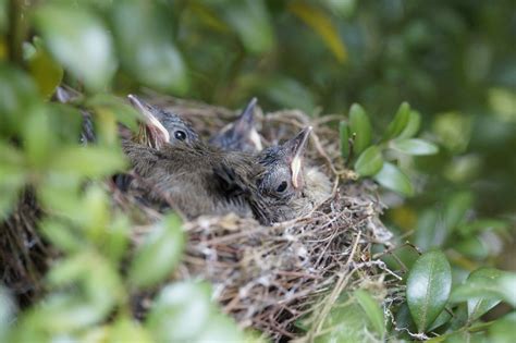 jonge vogel uit nest