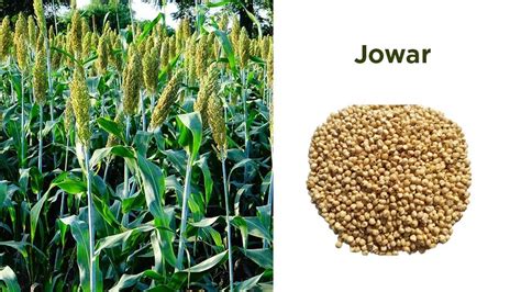 Jowar Scientific Name