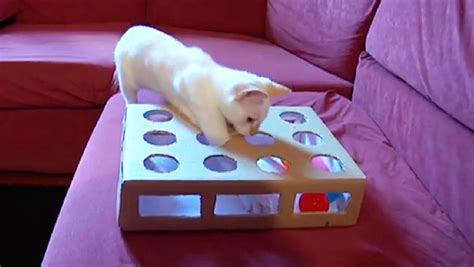 Juguetes Caseros Para Gatos De Cartón  Cómo Fabricar Juguetes Para Gatos En Casa Consumer - Juguetes Caseros Para Gatos De Cartón