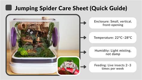 Jumping Spider Care