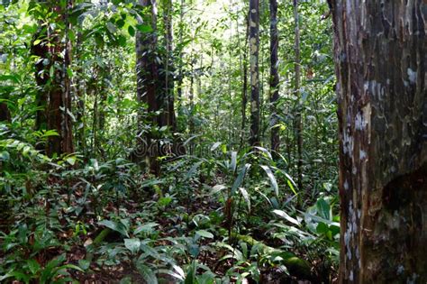 Jungle Magic Amazon