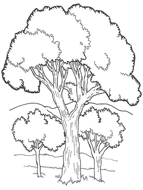 Jungle Trees Coloring Pages Free Coloring Pages Jungle Tree Coloring Page - Jungle Tree Coloring Page