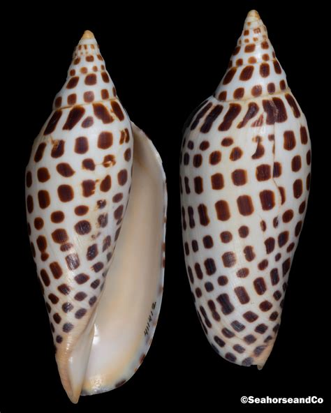 Junonia