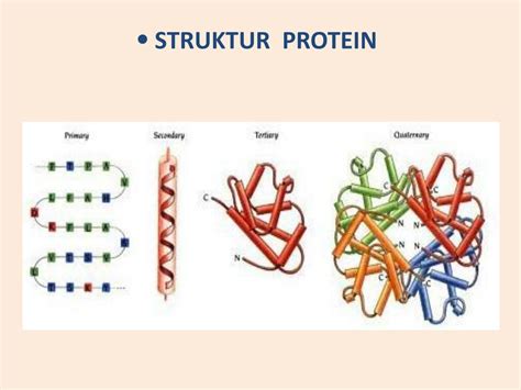 jurnal struktur protein