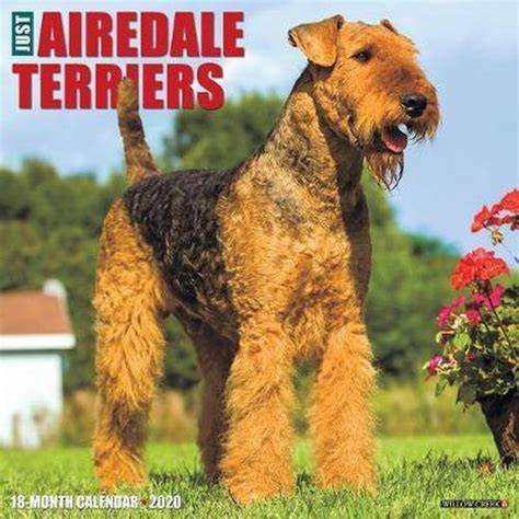 just airedale terriers 2020 wall calendar dog bre