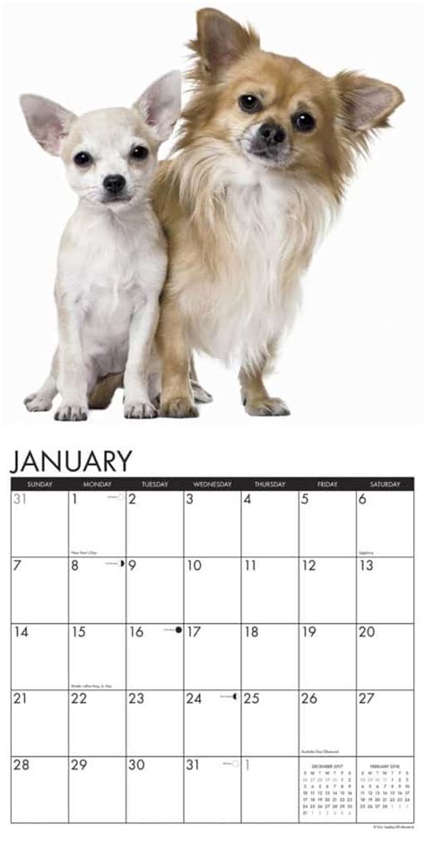 Read Online Just Chihuahuas 2018 Calendar 