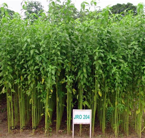Jute Botanical Name