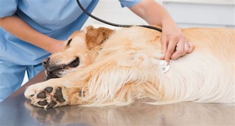 juverinflammation pa hund