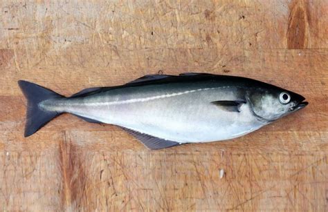 köhler fisch
