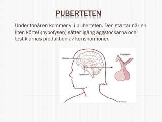 könshormoner pubertet