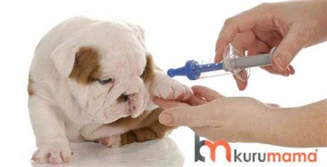 köpeklere her yıl yapılan aşılar