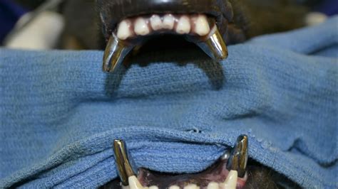 k9 teeth human