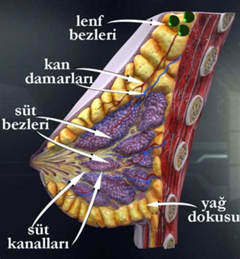 kadın yapısı