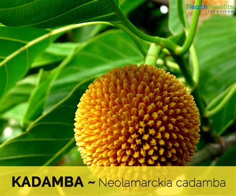 Kadamba Tree Uses
