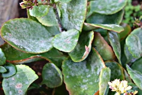 kalanchoe powdery mildew