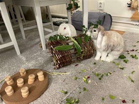 kan kanin äta celleri