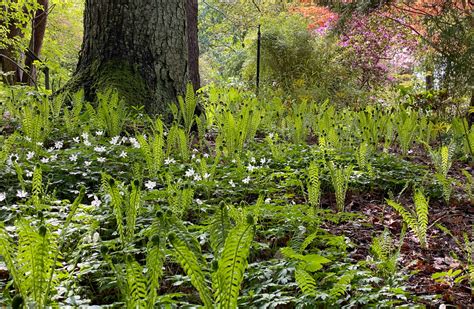 kan kor äta ormbunkar