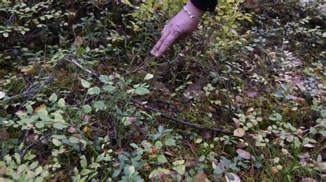 kan svamp bli dålig