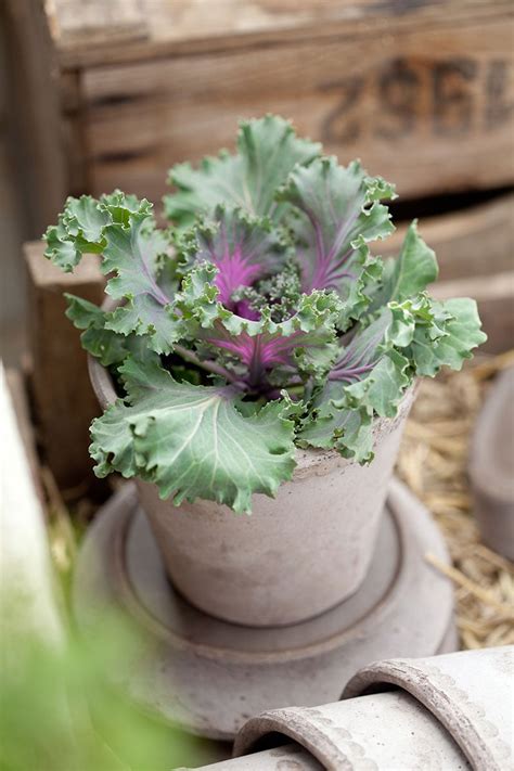 kan vaxter cellandas