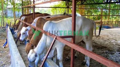 Kandang Sapi Rumahan