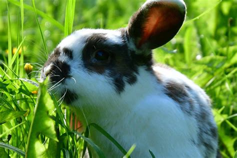 kanin har problem med