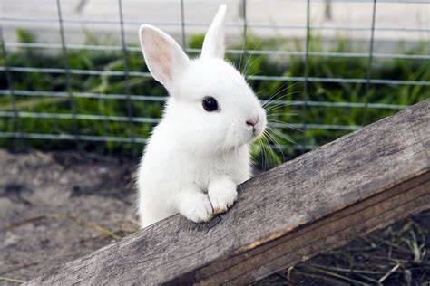 kaninchen