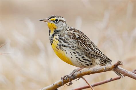 Kansas Birdwatching Bird Informer Kansas State Bird Facts - Kansas State Bird Facts