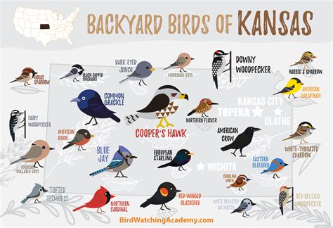 Kansas State Bird Facts   Backyard Birds Of Kansas Bird Watching Academy - Kansas State Bird Facts