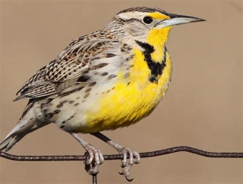 Kansas State Bird Pictures And Fun Facts I Kansas State Bird Facts - Kansas State Bird Facts