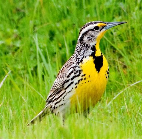 Kansas State Bird Western Meadowlark Kansas State Bird Facts - Kansas State Bird Facts