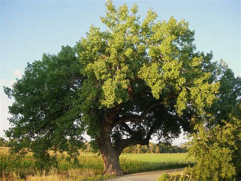 kansas state tree