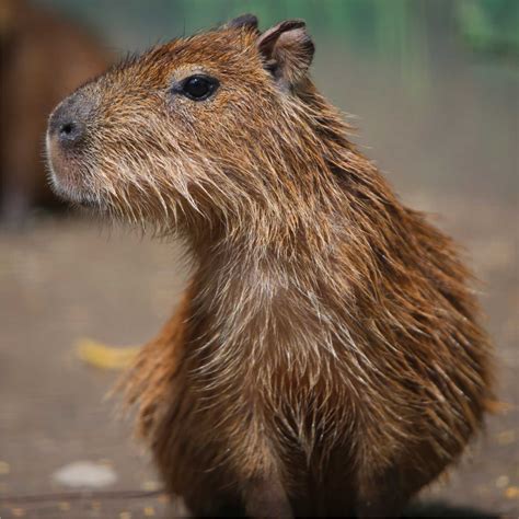 kapibara satılıks