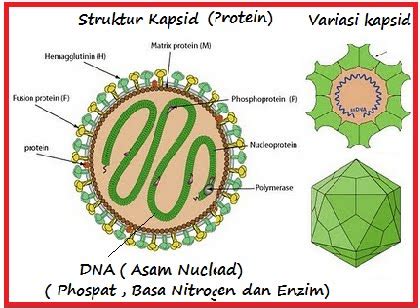 Kapsid Tersusun Atas Subunit Subunit Protein Yang Disebut Dengan