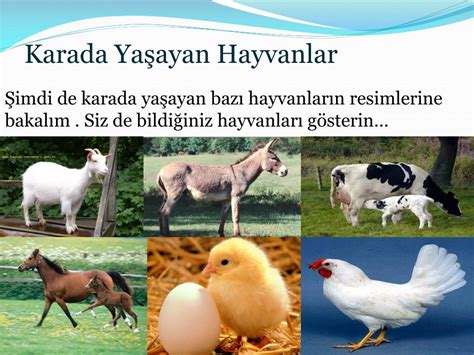Karada Yaşayan Hayvanlar