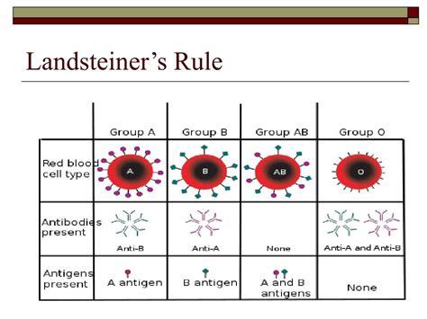 karl landsteiner blood groups inheritance