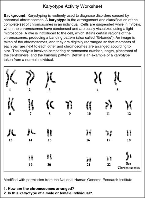 Karyotyping Activity University Of Arizona Biology Karyotype Worksheet Answers Key - Biology Karyotype Worksheet Answers Key