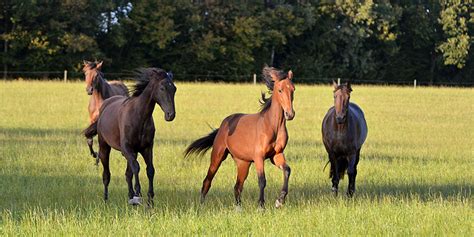 kastrera äldre hingst