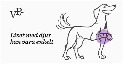 kastrering tik aggression