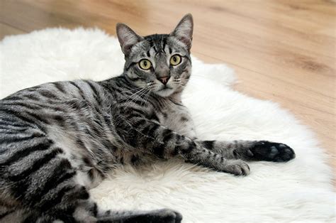 kat aanschaffen