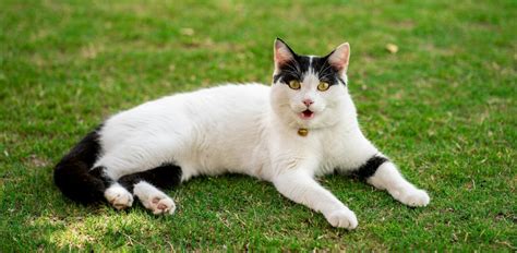 kat miauwen geluiden