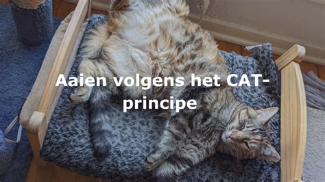 kat trilt bij aaien