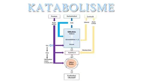 katabolisme