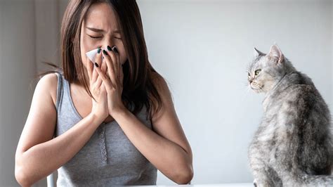 katt allergisk mot foder