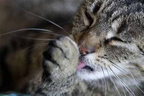 katt avföring luktar illa