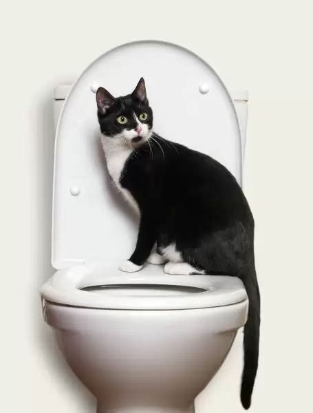 katt försöker gå på toaletten