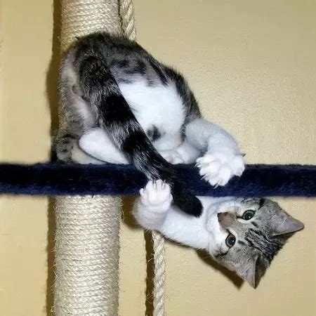 katt jagar sin svans