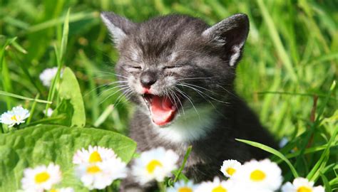 katt jamar varje morgon