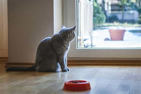 katt som inte äter och kräks