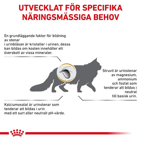 katt urinvägsproblem
