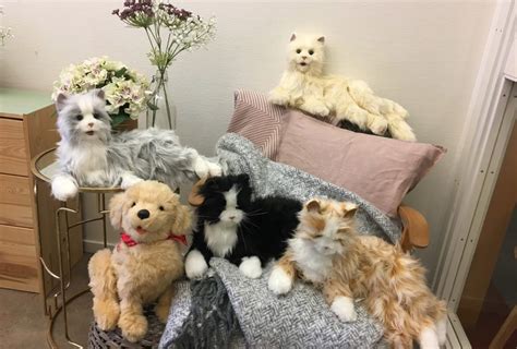 katten andas